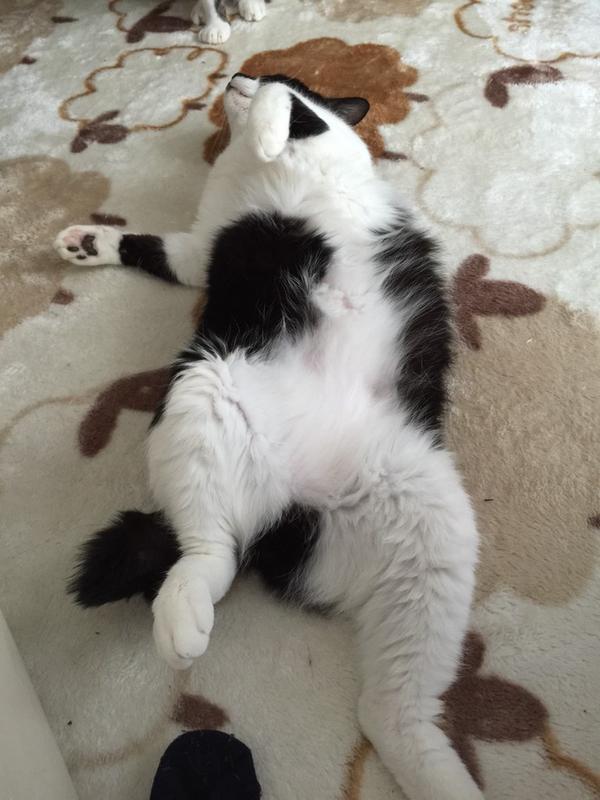 動物,犬,猫,しつけ,飼い方,育て方,病気,健康