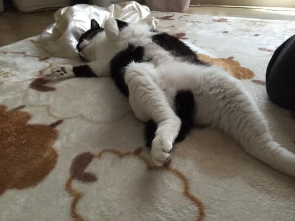動物,犬,猫,しつけ,飼い方,育て方,病気,健康