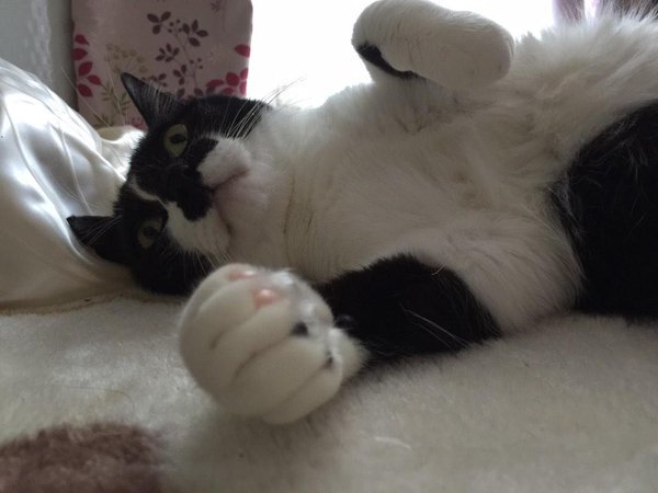 動物,犬,猫,しつけ,飼い方,育て方,病気,健康