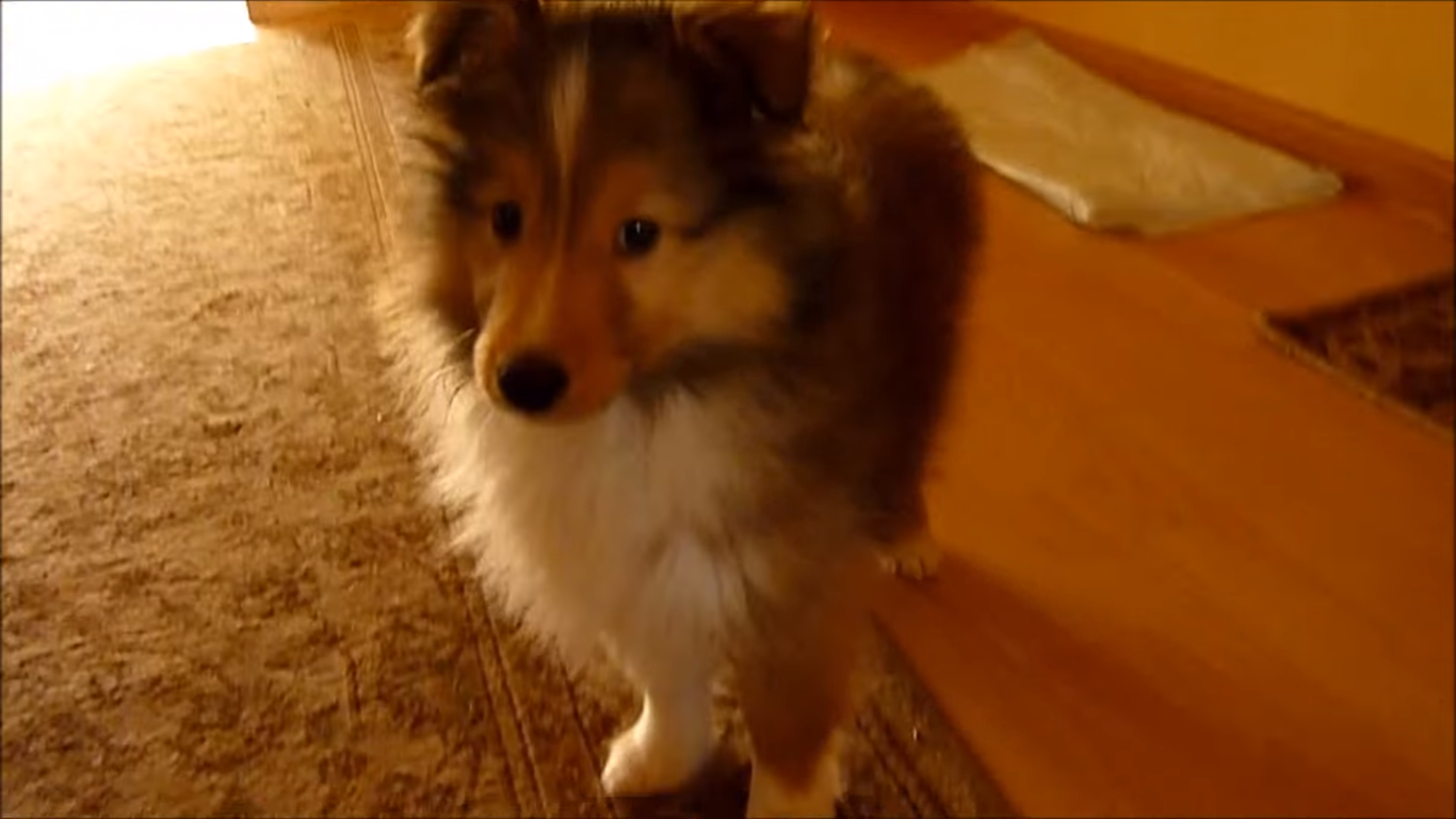 動物,犬,猫,しつけ,飼い方,育て方,病気,健康