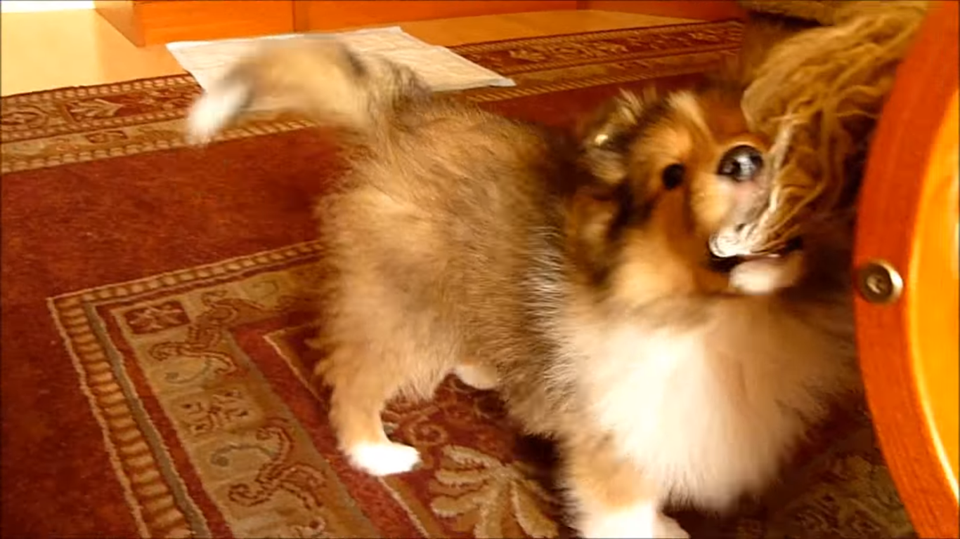 動物,犬,猫,しつけ,飼い方,育て方,病気,健康