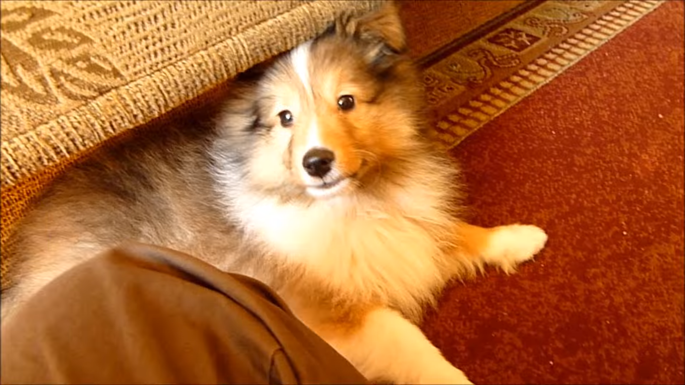 動物,犬,猫,しつけ,飼い方,育て方,病気,健康