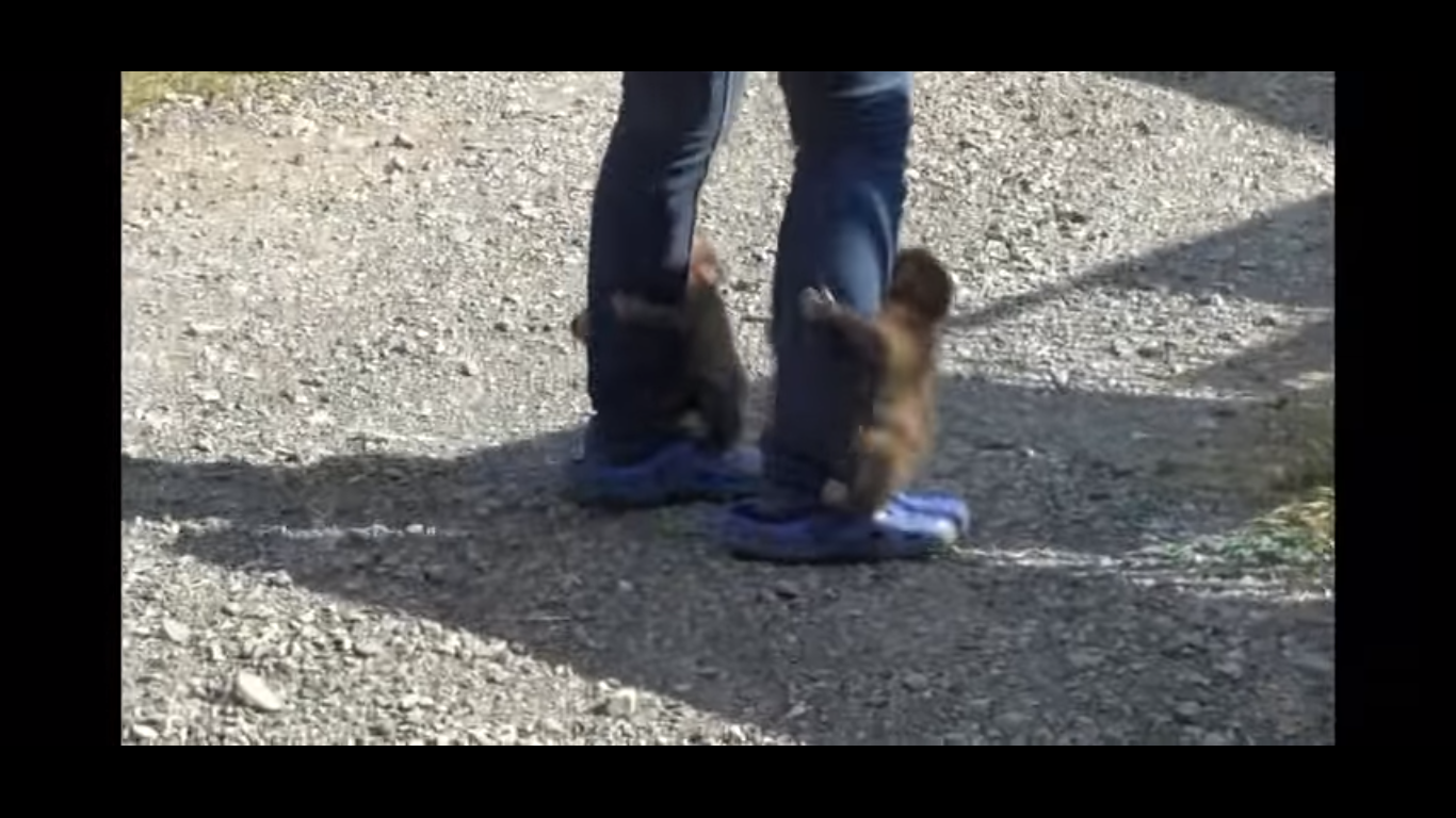 動物,犬,猫,しつけ,飼い方,育て方,病気,健康