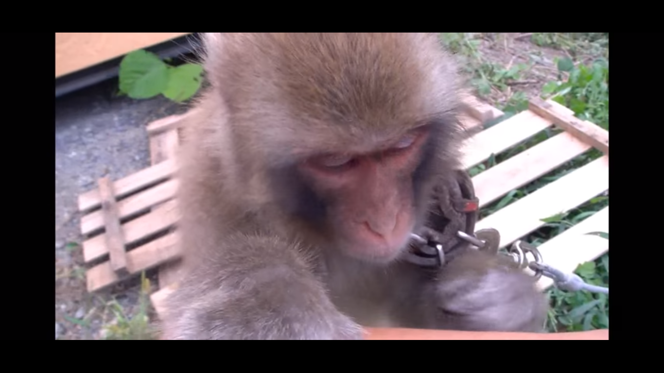 動物,犬,猫,しつけ,飼い方,育て方,病気,健康
