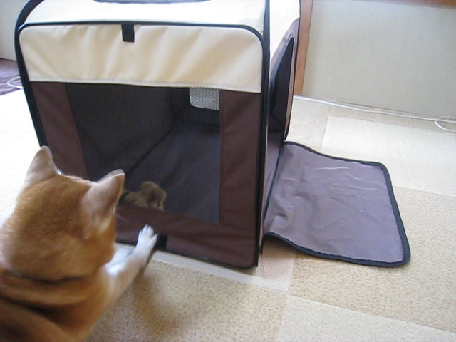 動物,犬,猫,しつけ,飼い方,育て方,病気,健康