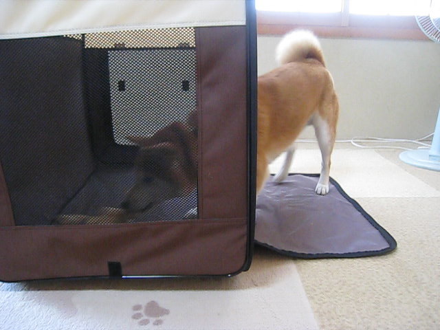 動物,犬,猫,しつけ,飼い方,育て方,病気,健康