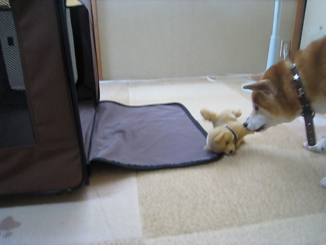 動物,犬,猫,しつけ,飼い方,育て方,病気,健康
