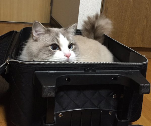 【バレてますよ】 実はあるイタズラをして、逃げてきたんです♡ その理由は…(画像5枚)