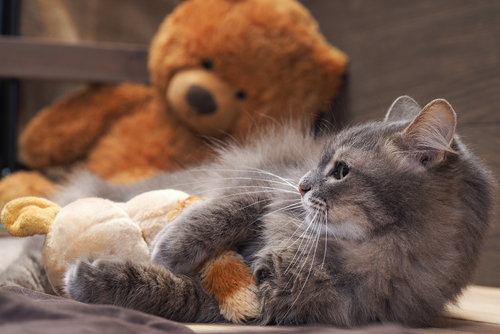 動物,犬,猫,しつけ,飼い方,育て方,病気,健康