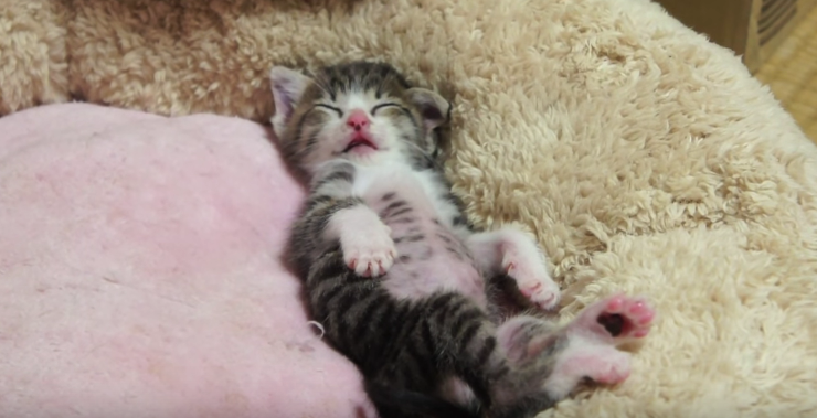 動物,犬,猫,しつけ,飼い方,育て方,病気,健康