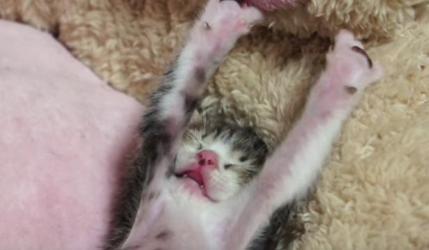 動物,犬,猫,しつけ,飼い方,育て方,病気,健康