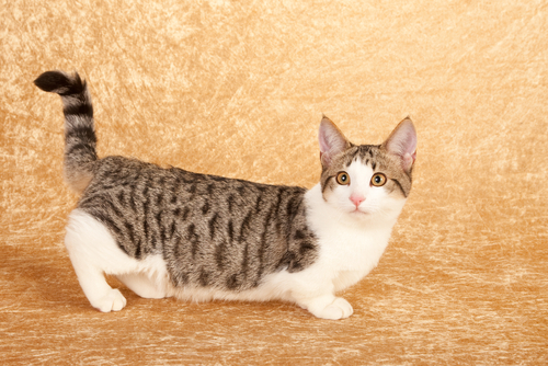 動物,犬,猫,しつけ,飼い方,育て方,病気,健康