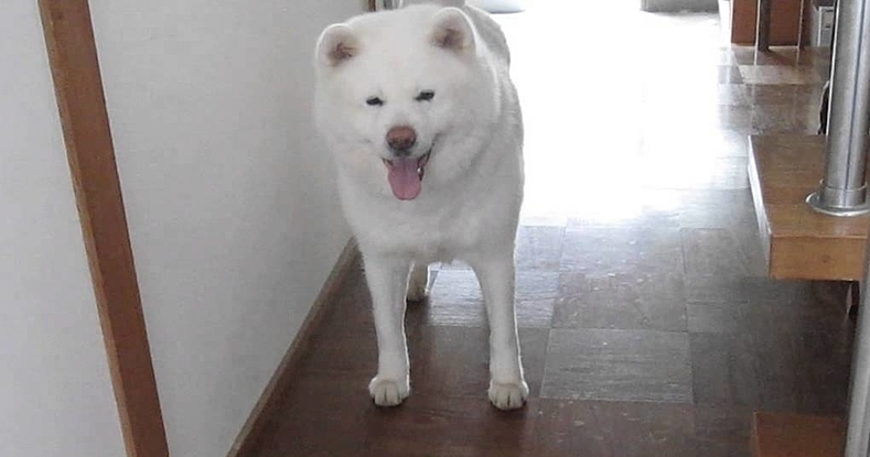 動物,犬,猫,しつけ,飼い方,育て方,病気,健康