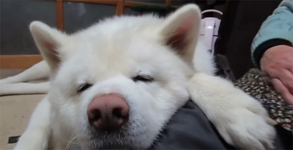 動物,犬,猫,しつけ,飼い方,育て方,病気,健康