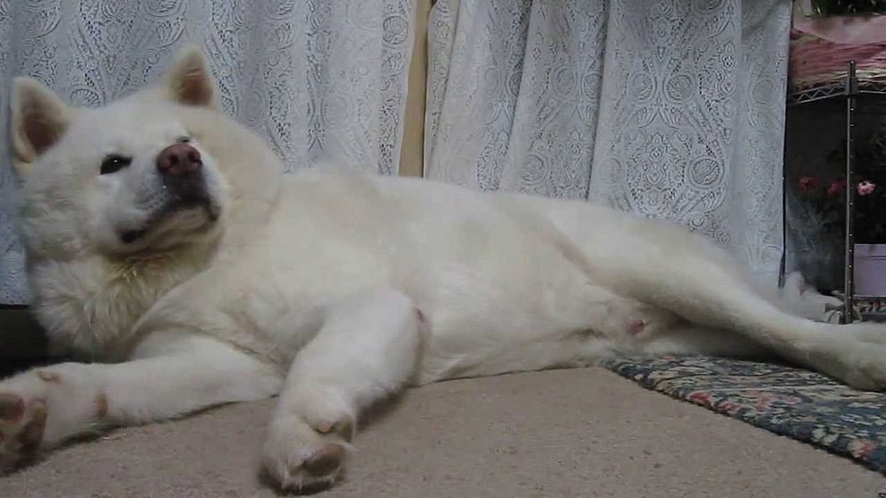 動物,犬,猫,しつけ,飼い方,育て方,病気,健康