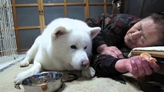 動物,犬,猫,しつけ,飼い方,育て方,病気,健康