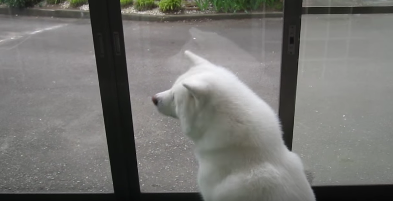 動物,犬,猫,しつけ,飼い方,育て方,病気,健康