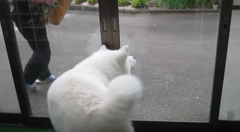 動物,犬,猫,しつけ,飼い方,育て方,病気,健康
