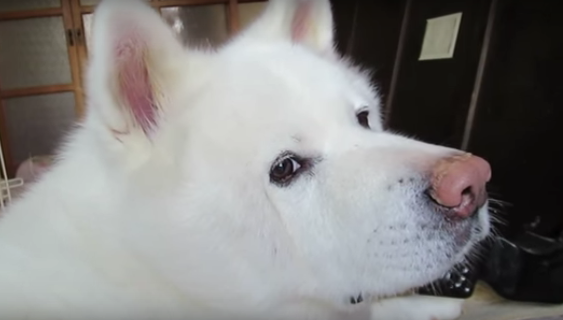 動物,犬,猫,しつけ,飼い方,育て方,病気,健康