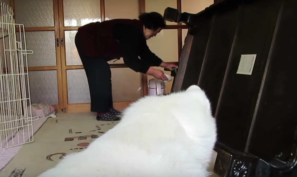 動物,犬,猫,しつけ,飼い方,育て方,病気,健康