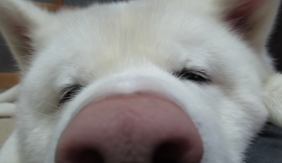 動物,犬,猫,しつけ,飼い方,育て方,病気,健康