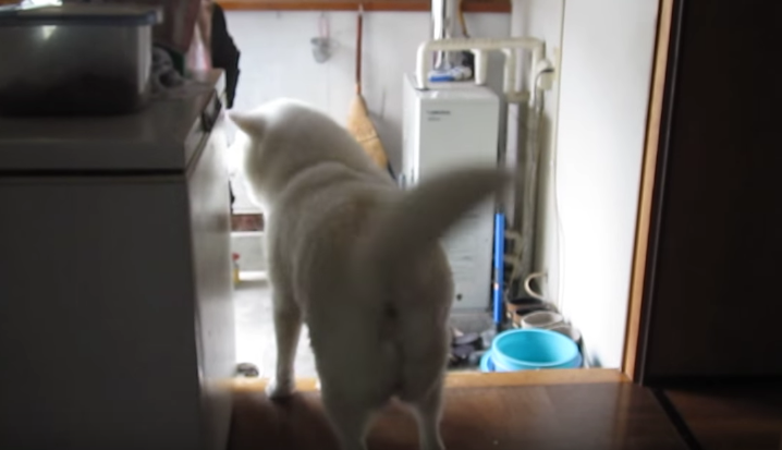 動物,犬,猫,しつけ,飼い方,育て方,病気,健康