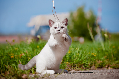 動物,犬,猫,しつけ,飼い方,育て方,病気,健康