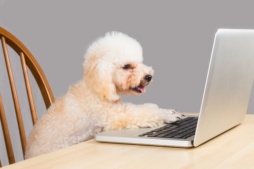 動物,犬,猫,しつけ,飼い方,育て方,病気,健康