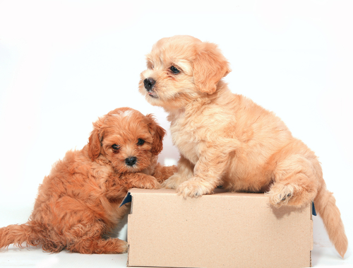 動物,犬,猫,しつけ,飼い方,育て方,病気,健康