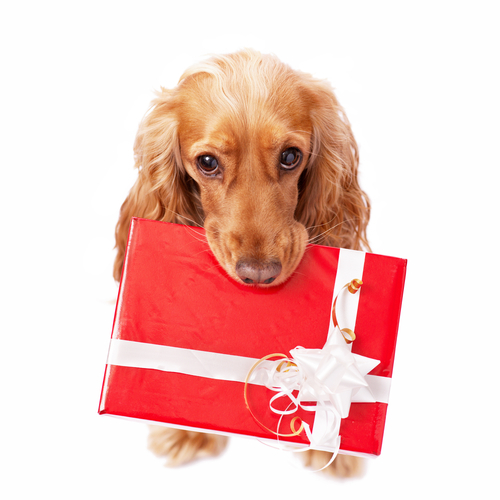動物,犬,猫,しつけ,飼い方,育て方,病気,健康
