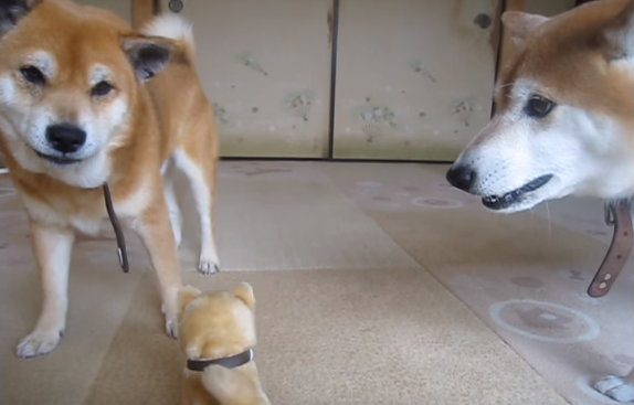 動物,犬,猫,しつけ,飼い方,育て方,病気,健康