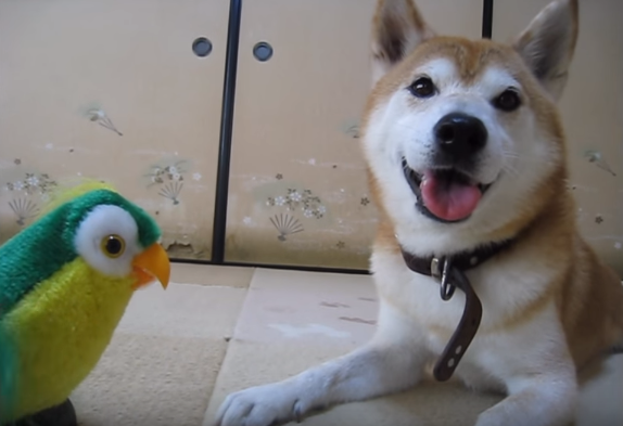 動物,犬,猫,しつけ,飼い方,育て方,病気,健康