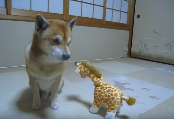 動物,犬,猫,しつけ,飼い方,育て方,病気,健康