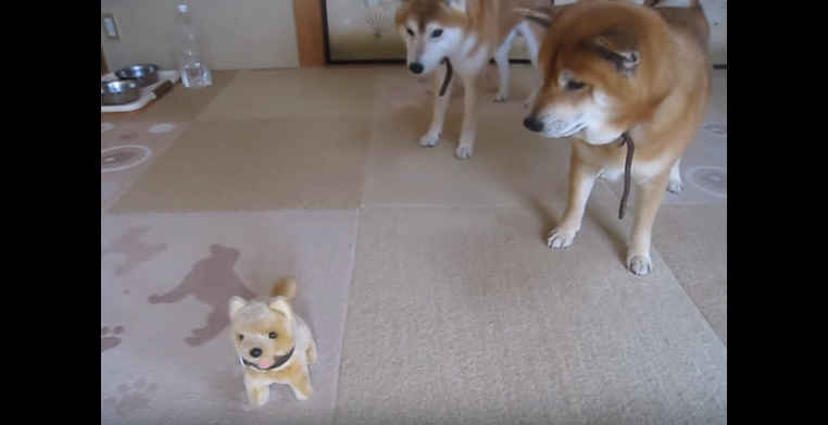 動物,犬,猫,しつけ,飼い方,育て方,病気,健康