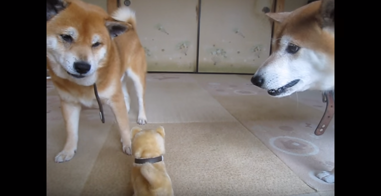 動物,犬,猫,しつけ,飼い方,育て方,病気,健康
