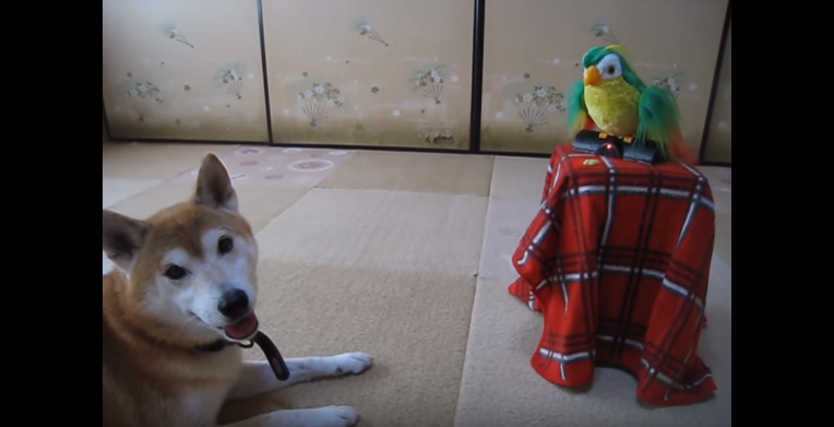動物,犬,猫,しつけ,飼い方,育て方,病気,健康