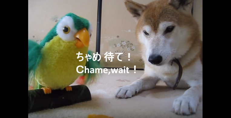 動物,犬,猫,しつけ,飼い方,育て方,病気,健康
