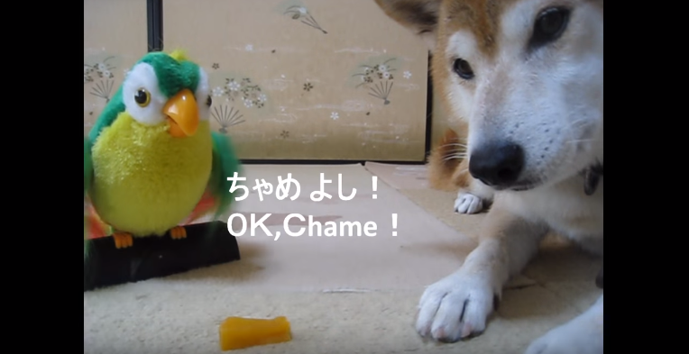 動物,犬,猫,しつけ,飼い方,育て方,病気,健康