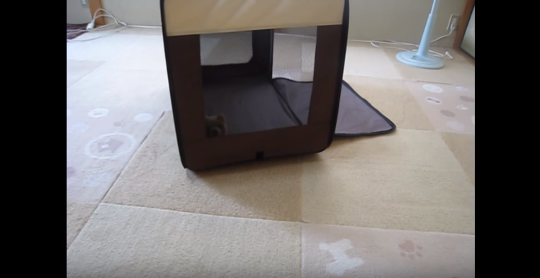 動物,犬,猫,しつけ,飼い方,育て方,病気,健康
