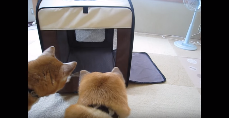 動物,犬,猫,しつけ,飼い方,育て方,病気,健康