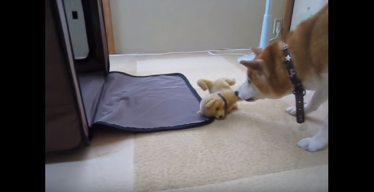 動物,犬,猫,しつけ,飼い方,育て方,病気,健康