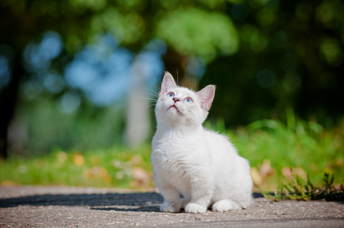 動物,犬,猫,しつけ,飼い方,育て方,病気,健康