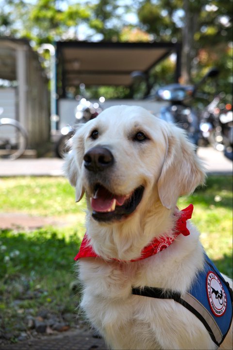 動物,犬,猫,しつけ,飼い方,育て方,病気,健康