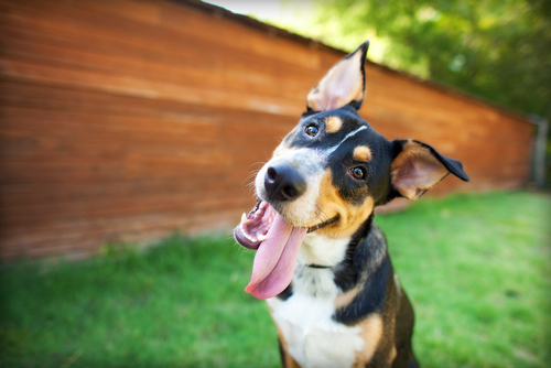 動物,犬,猫,しつけ,飼い方,育て方,病気,健康