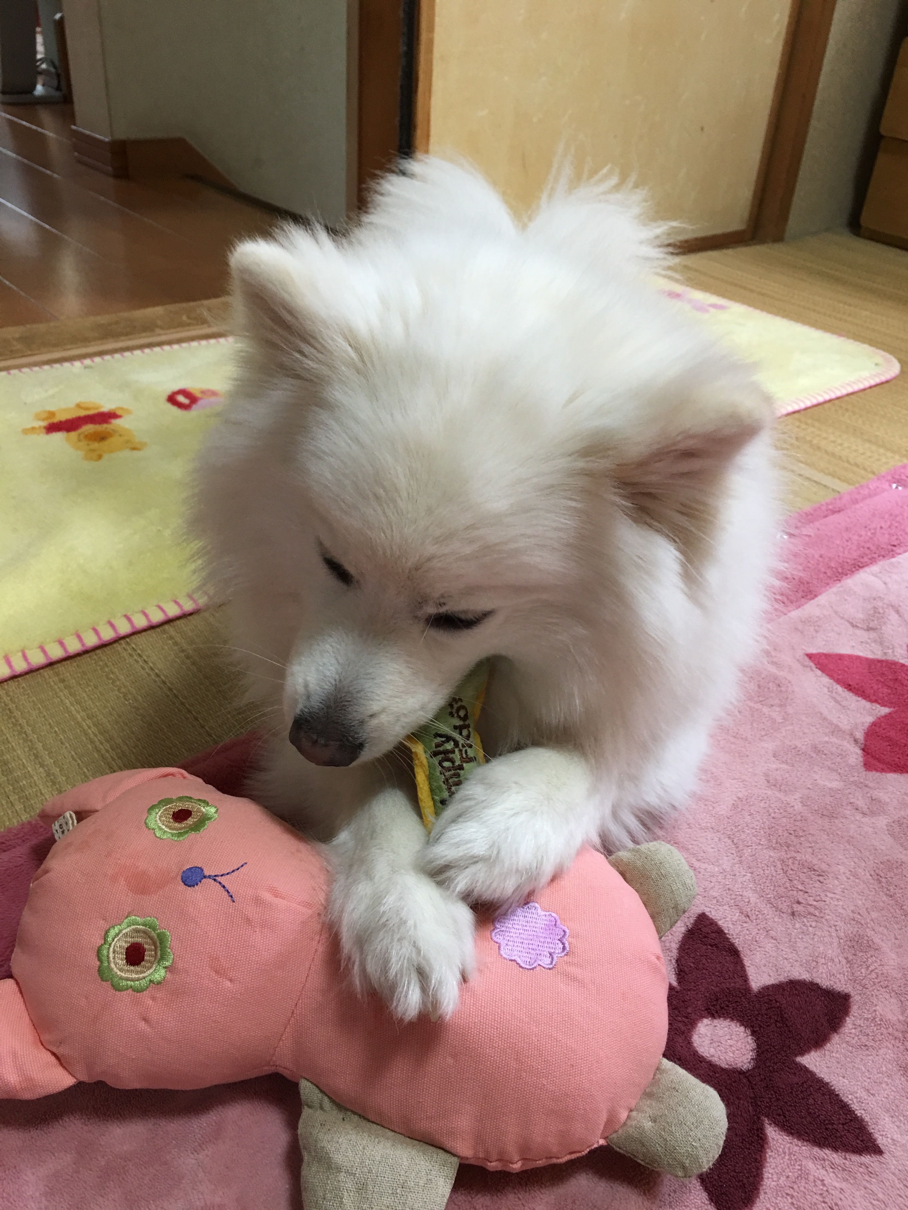 四狼くん