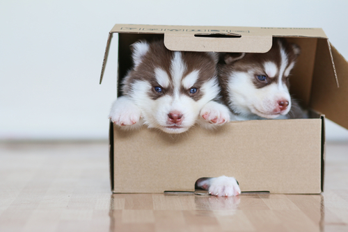 動物,犬,猫,しつけ,飼い方,育て方,病気,健康