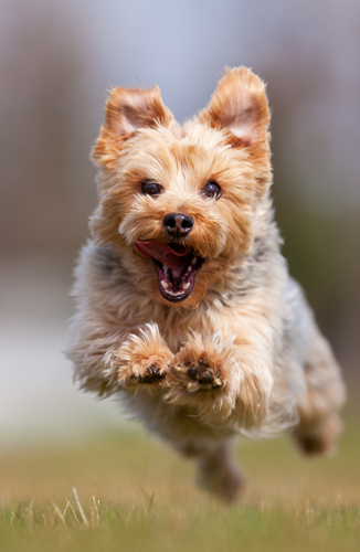 動物,犬,猫,しつけ,飼い方,育て方,病気,健康