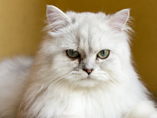 動物,犬,猫,しつけ,飼い方,育て方,病気,