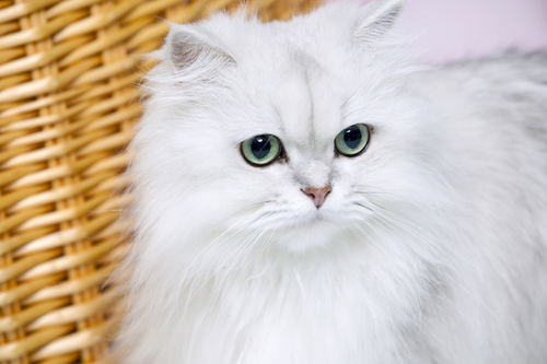 動物,犬,猫,しつけ,飼い方,育て方,病気,