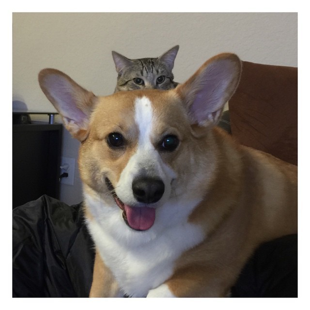 動物,犬,猫,しつけ,飼い方,育て方,病気,健康